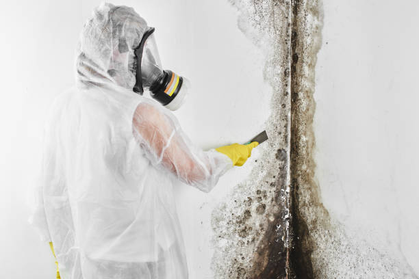 Best Mold Testing and Inspection Services in Crossett, AR