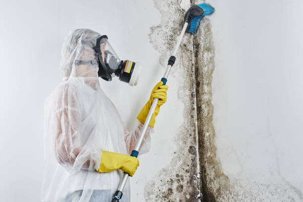 Best Basement Mold Remediation in Crossett, AR