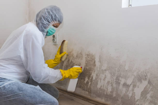 Best HVAC Mold Remediation in Crossett, AR