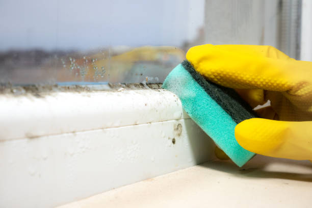 Best Black Mold Remediation in Crossett, AR