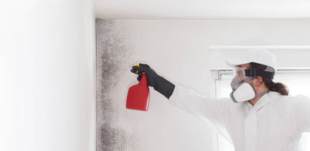 Best Insurance-Related Mold Remediation in Crossett, AR