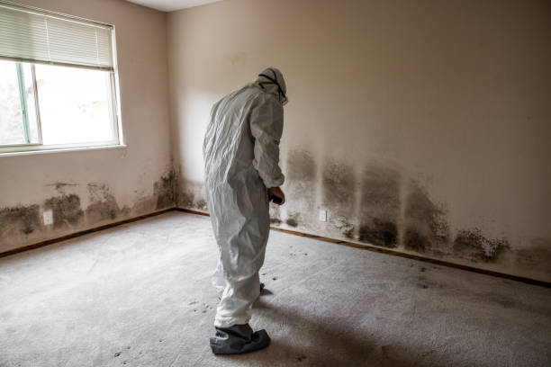 Best DIY Mold Remediation Support Services in Crossett, AR