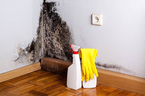 Best Localized Mold Remediation (e.g., coastal areas, humid climates) in Crossett, AR
